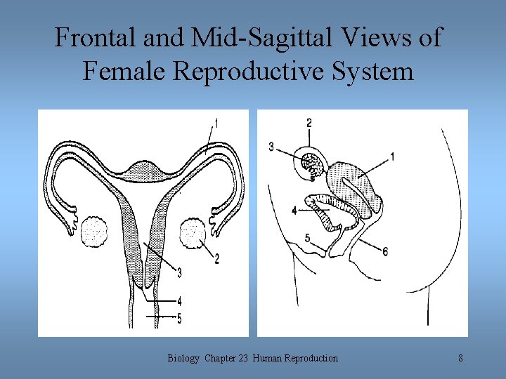 Frontal and Mid-Sagittal Views of Female Reproductive System Biology Chapter 23 Human Reproduction 8 Frontal and Mid-Sagittal Views of Female Reproductive System Biology Chapter 23 Human Reproduction 8