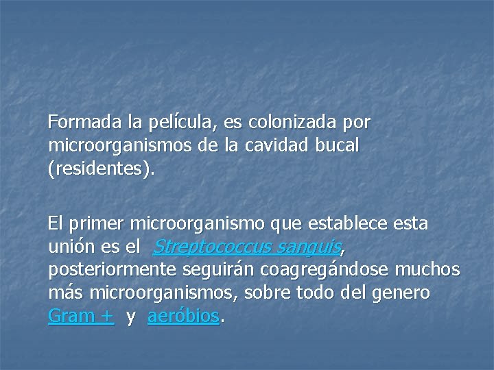 Formada la película, es colonizada por microorganismos de la cavidad bucal (residentes). El primer