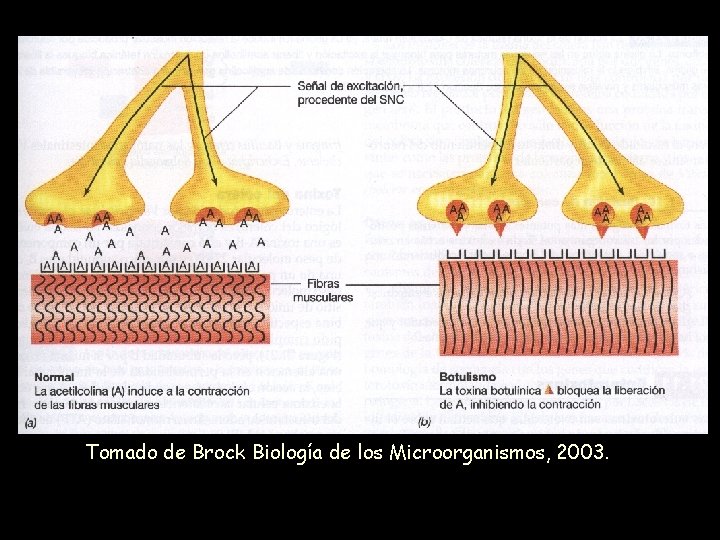 Tomado de Brock Biología de los Microorganismos, 2003. 