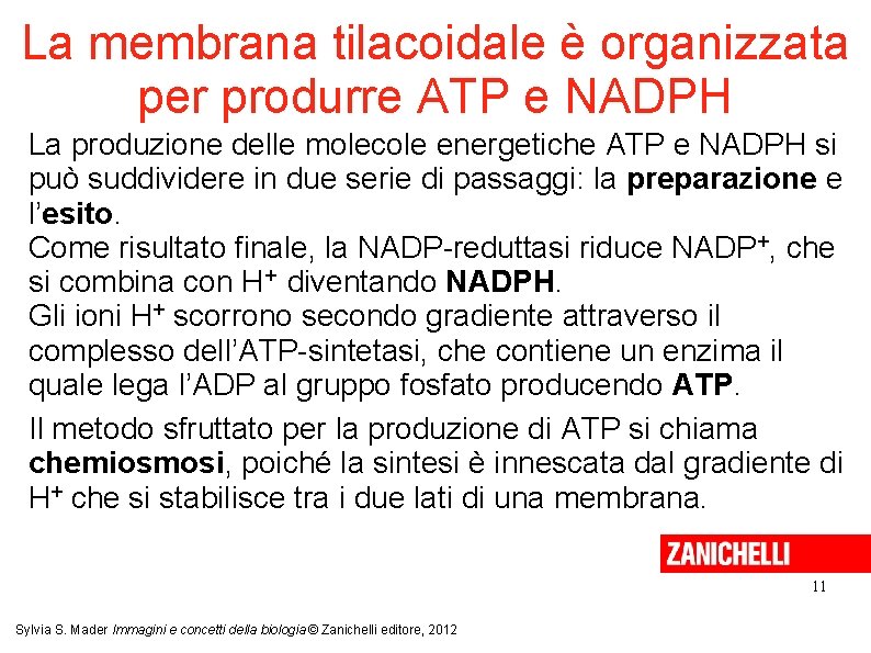 La membrana tilacoidale è organizzata per produrre ATP e NADPH La produzione delle molecole