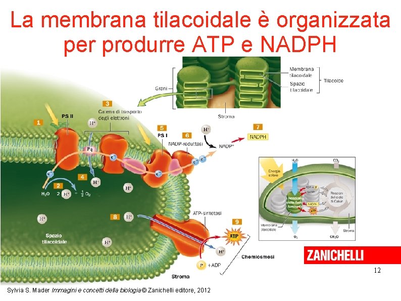 La membrana tilacoidale è organizzata per produrre ATP e NADPH 12 Sylvia S. Mader