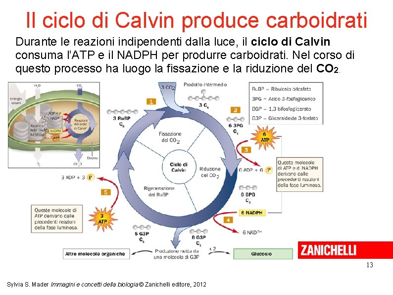 Il ciclo di Calvin produce carboidrati Durante le reazioni indipendenti dalla luce, il ciclo
