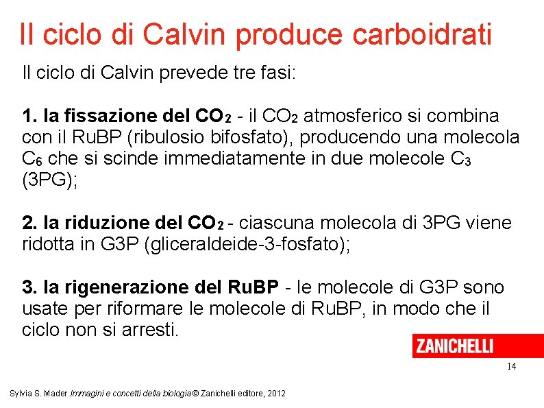 Il ciclo di Calvin produce carboidrati Il ciclo di Calvin prevede tre fasi: 1.