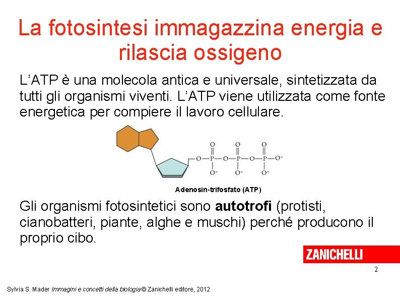 La fotosintesi immagazzina energia e rilascia ossigeno L’ATP è una molecola antica e universale,