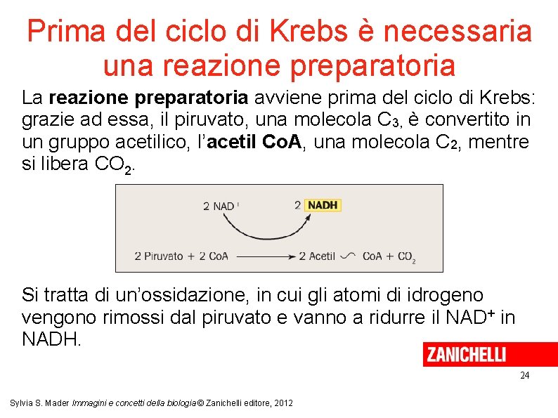 Prima del ciclo di Krebs è necessaria una reazione preparatoria La reazione preparatoria avviene