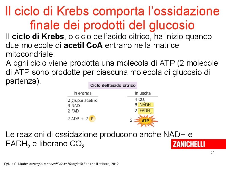 Il ciclo di Krebs comporta l’ossidazione finale dei prodotti del glucosio Il ciclo di
