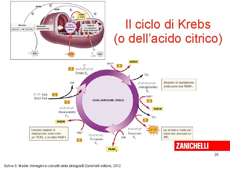 Il ciclo di Krebs (o dell’acido citrico) 26 Sylvia S. Mader Immagini e concetti