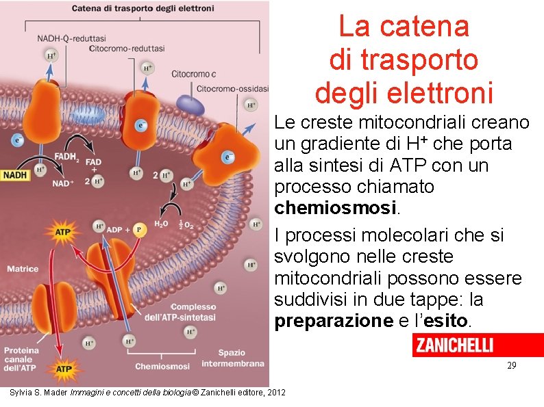 La catena di trasporto degli elettroni Le creste mitocondriali creano un gradiente di H+