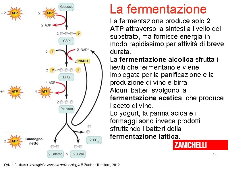 La fermentazione produce solo 2 ATP attraverso la sintesi a livello del substrato, ma
