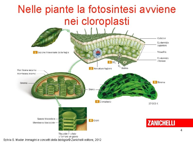 Nelle piante la fotosintesi avviene nei cloroplasti 4 Sylvia S. Mader Immagini e concetti
