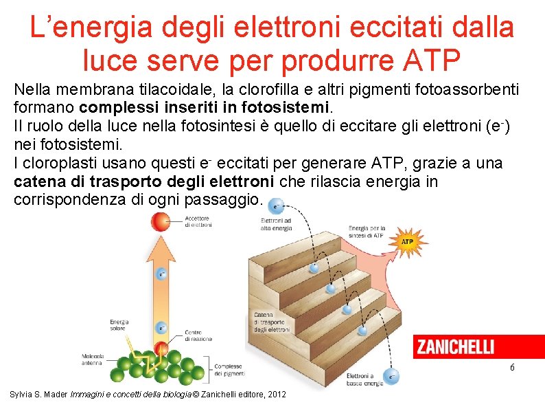 L’energia degli elettroni eccitati dalla luce serve per produrre ATP Nella membrana tilacoidale, la