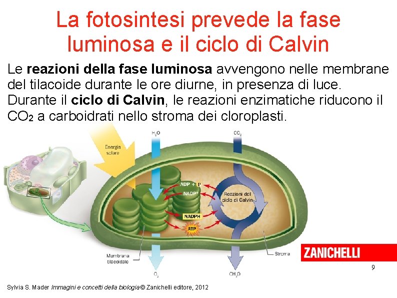 La fotosintesi prevede la fase luminosa e il ciclo di Calvin Le reazioni della