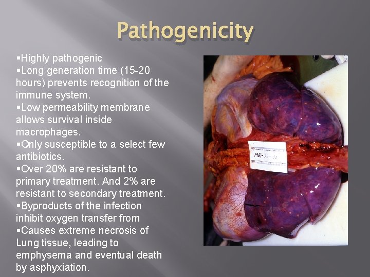 Pathogenicity §Highly pathogenic §Long generation time (15 -20 hours) prevents recognition of the immune