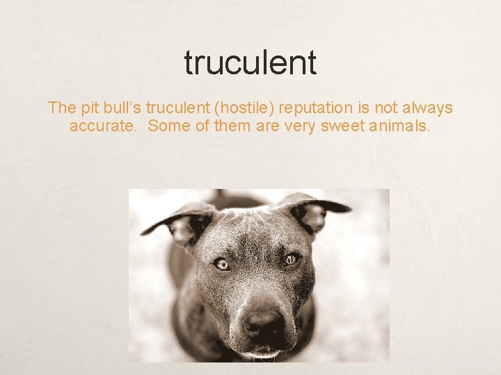 truculent The pit bull’s truculent (hostile) reputation is not always accurate. Some of them