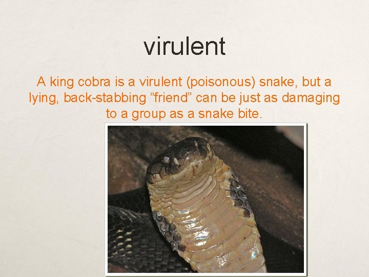 virulent A king cobra is a virulent (poisonous) snake, but a lying, back-stabbing “friend”