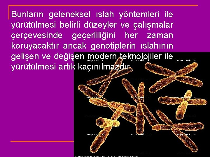 Bunların geleneksel ıslah yöntemleri ile yürütülmesi belirli düzeyler ve çalışmalar çerçevesinde geçerliliğini her zaman