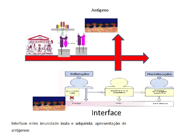 Antigeno Interface 