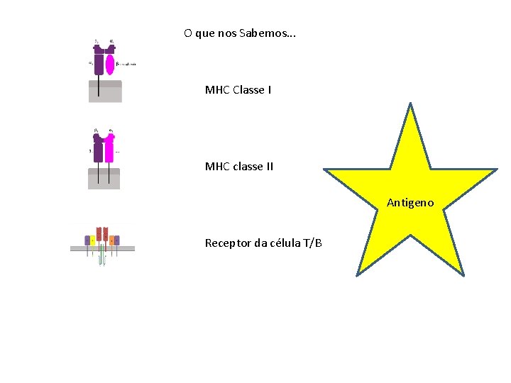 O que nos Sabemos. . . MHC Classe I MHC classe II Antigeno Receptor