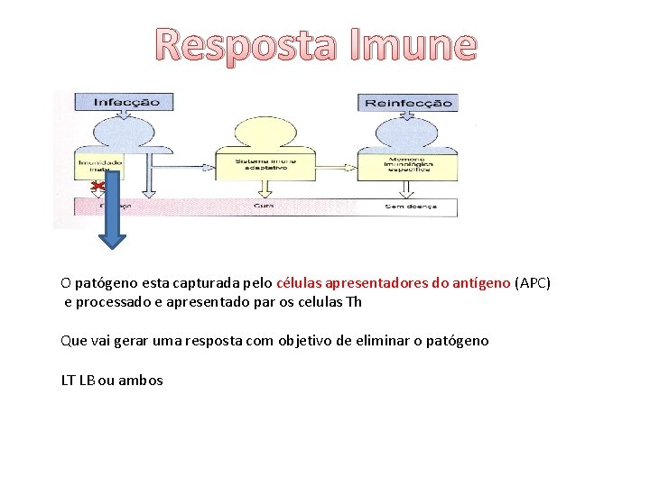 Resposta Imune O patógeno esta capturada pelo células apresentadores do antígeno (APC) e processado
