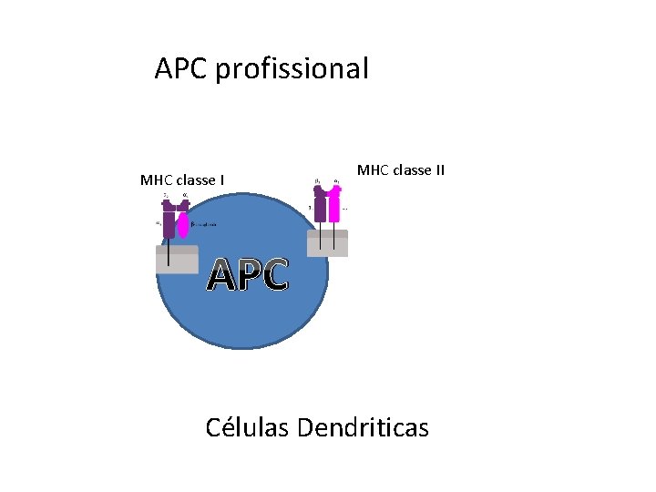 APC profissional MHC classe II APC Células Dendriticas 