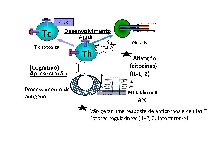 CD 8 Tc Desenvolvimento Ajuda T-citotóxica (Cognitivo) Apresentação Processamento do antígeno Th Mo CD