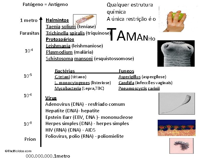 Patógeno = Antígeno 1 metro Parasitas 10 -4 10 -5 10 -6 10 -8