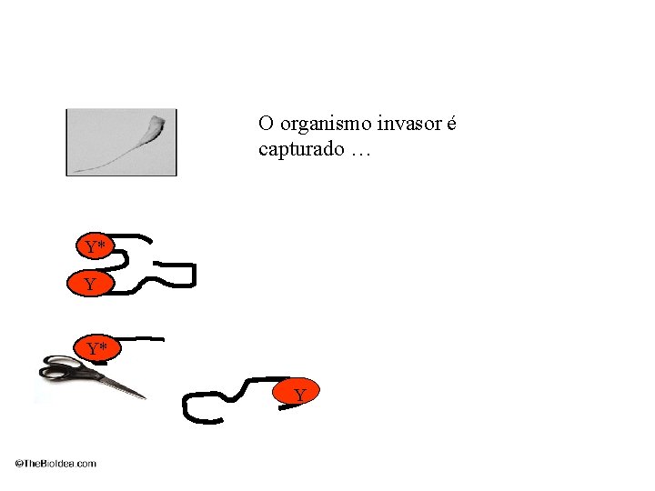 O organismo invasor é capturado … Y* Y 