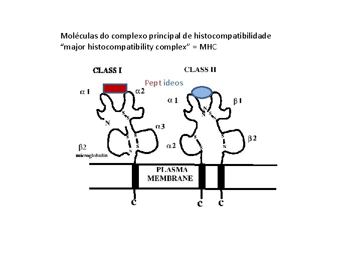 RESPOSTA IMUNE Moléculas do complexo principal de histocompatibilidade “major histocompatibility complex” = MHC Pept