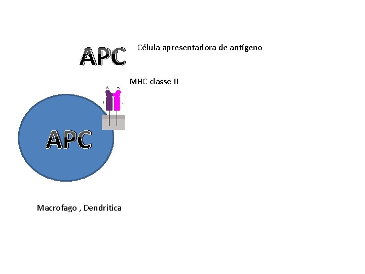 APC Célula apresentadora de antígeno MHC classe II APC Macrofago , Dendritica 