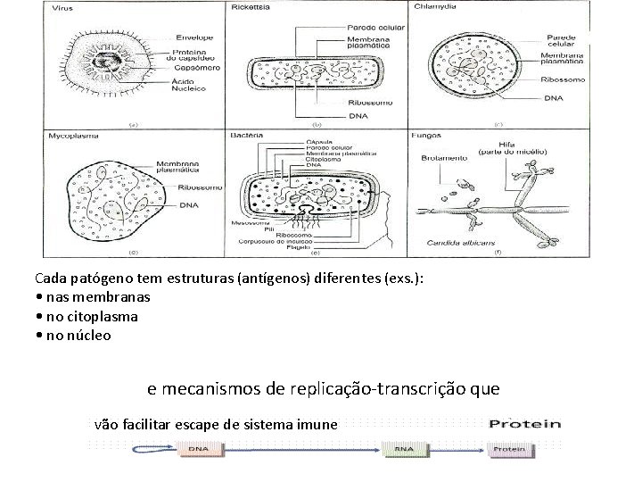 Cada patógeno tem estruturas (antígenos) diferentes (exs. ): • nas membranas • no citoplasma