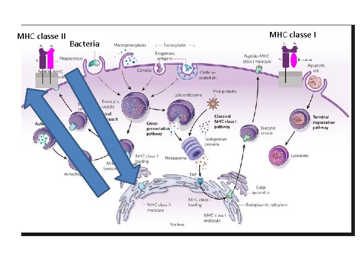 MHC classe II Bacteria MHC classe I 