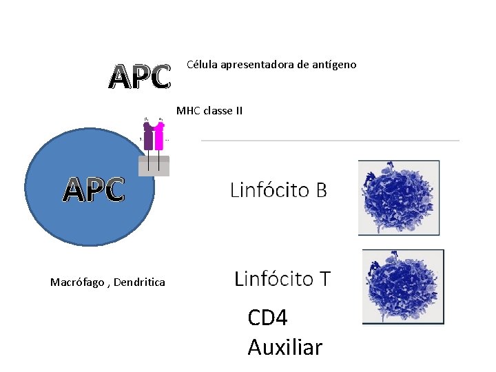 APC Célula apresentadora de antígeno MHC classe II APC Macrófago , Dendritica CD 4