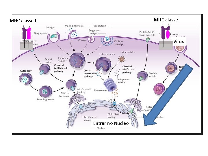 MHC classe II Virus Entrar no Núcleo 
