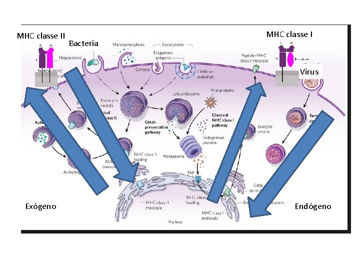 MHC classe II Bacteria MHC classe I Virus Exógeno Endógeno 