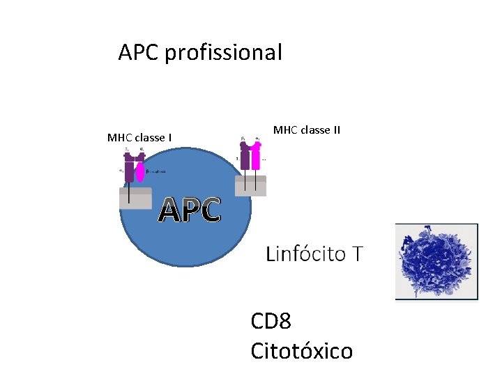 APC profissional MHC classe II APC CD 8 Citotóxico 