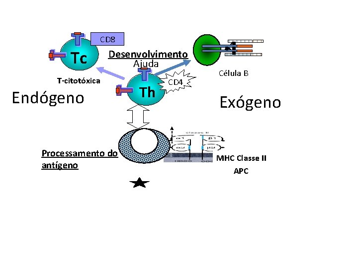 CD 8 Tc Desenvolvimento Ajuda T-citotóxica Endógeno Th CD 4 Célula B Exógeno Mo