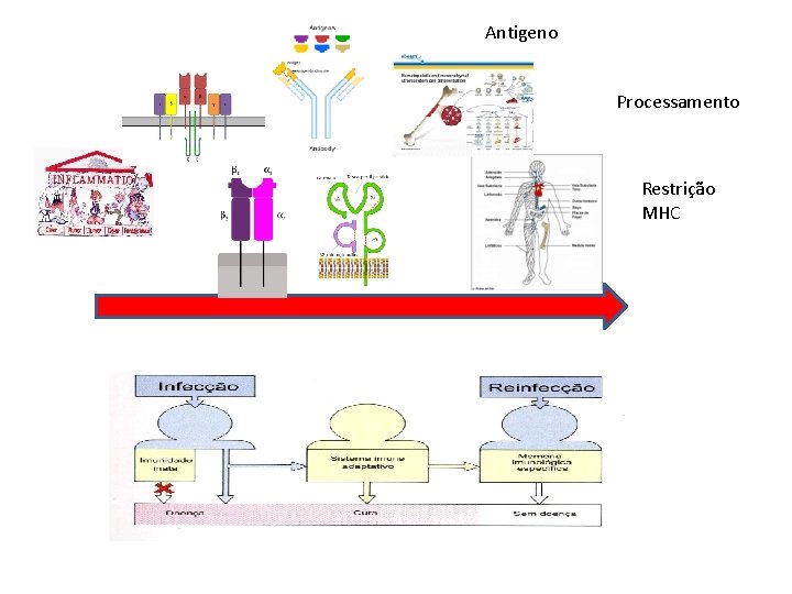Antigeno Processamento Restrição MHC 