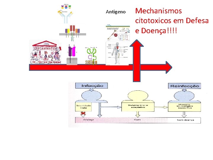 Antigeno Mechanismos citotoxicos em Defesa e Doença!!!! 
