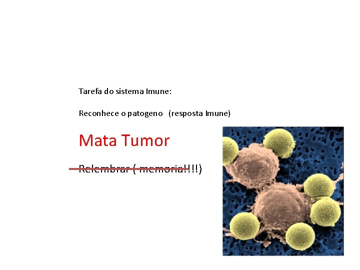 Tarefa do sistema Imune: Reconhece o patogeno (resposta Imune) Mata Tumor Relembrar ( memoria!!!!)