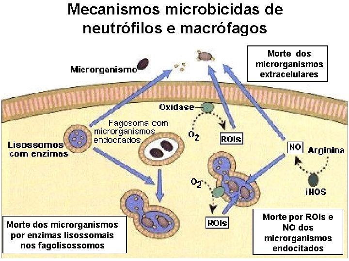 Mecanismos microbicidas de neutrófilos e macrófagos Morte dos microrganismos extracelulares Morte dos microrganismos por