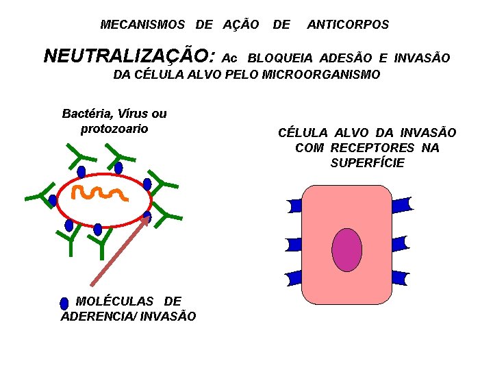 MECANISMOS DE AÇÃO DE ANTICORPOS NEUTRALIZAÇÃO: Ac BLOQUEIA ADESÃO E INVASÃO DA CÉLULA ALVO