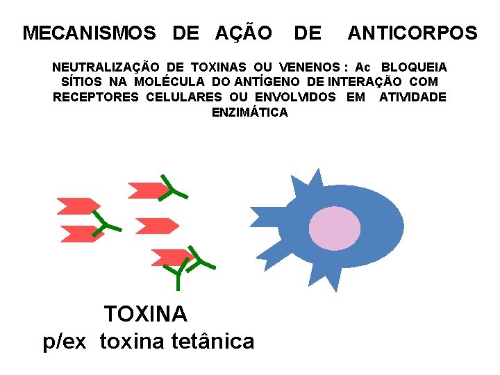 MECANISMOS DE AÇÃO DE ANTICORPOS NEUTRALIZAÇÃO DE TOXINAS OU VENENOS : Ac BLOQUEIA SÍTIOS