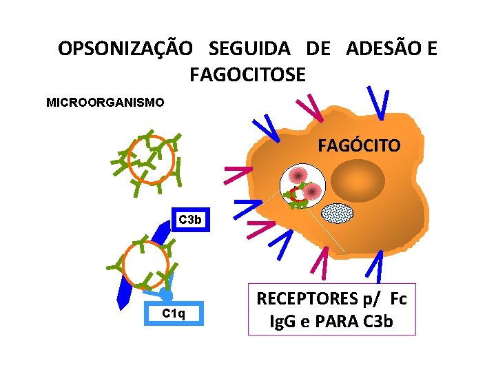 OPSONIZAÇÃO SEGUIDA DE ADESÃO E FAGOCITOSE MICROORGANISMO FAGÓCITO C 3 b C 1 q