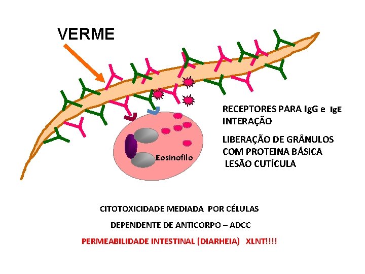 VERME RECEPTORES PARA Ig. G e Ig. E INTERAÇÃO Eosinofilo LIBERAÇÃO DE GR NULOS