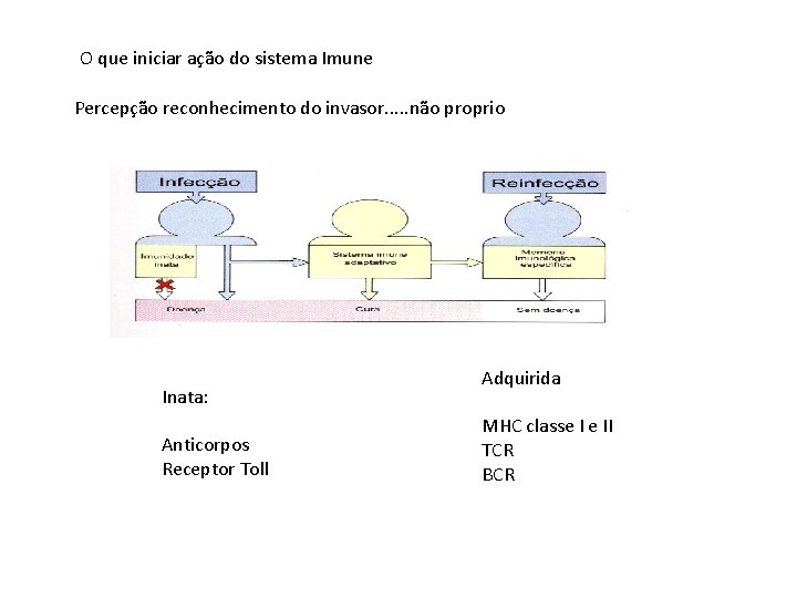 O que iniciar ação do sistema Imune Percepção reconhecimento do invasor. . . não