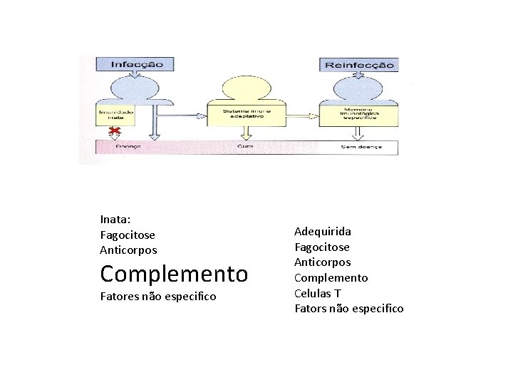 Inata: Fagocitose Anticorpos Complemento Fatores não especifico Adequirida Fagocitose Anticorpos Complemento Celulas T Fators