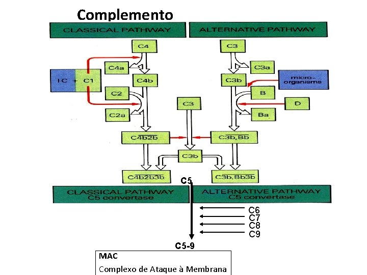 Complemento C 5 C 6 C 7 C 8 C 9 C 5 -9