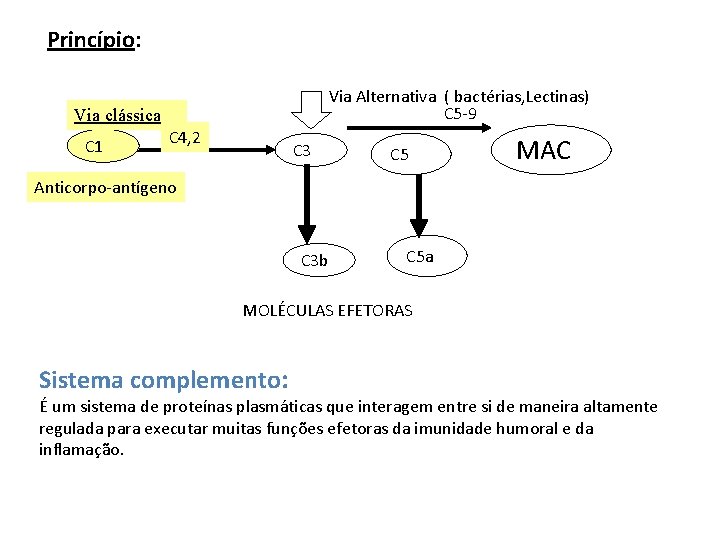 Princípio: Via Alternativa ( bactérias, Lectinas) C 5 -9 Via clássica C 1 C