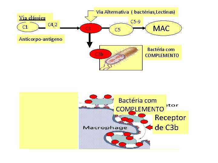 Via Alternativa ( bactérias, Lectinas) Via clássica C 1 C 4, 2 C 5