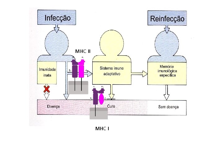 MHC II MHC I 